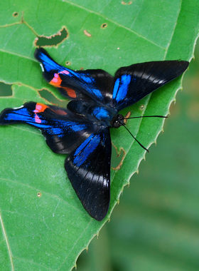 白条松蚬蝶 Rhetus Periander  未展翅原蝶A015