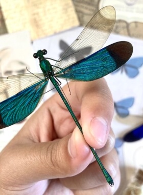 绿翅珈蟌 进口真昆虫标本原虫 Neurobasis chinensis florida A1