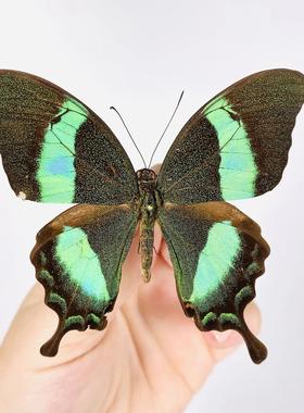 小天使翠凤蝶 Papilio palinurus daedalus D011 未整姿原蝶标本