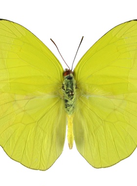 Phoebis Titre 柠檬黄菲粉蝶 黄色蝴蝶 未展翅原蝶 A1/A-