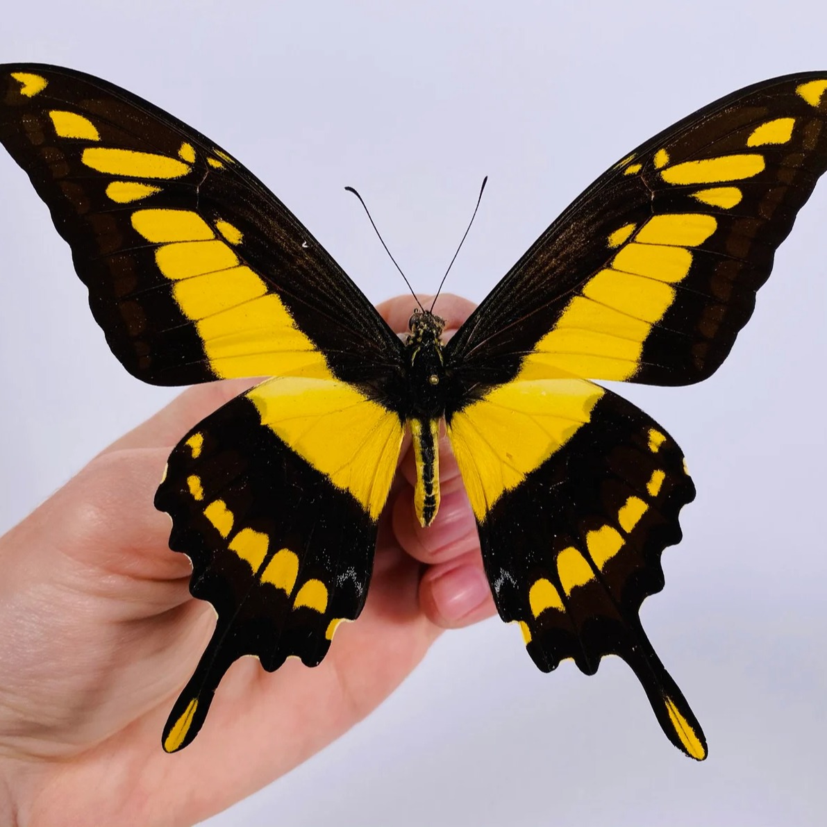 草凤蝶PAPILIO THOAS 未整姿原蝶  A003