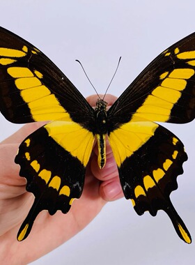 草凤蝶Papilio thoas 未整姿原蝶  A003