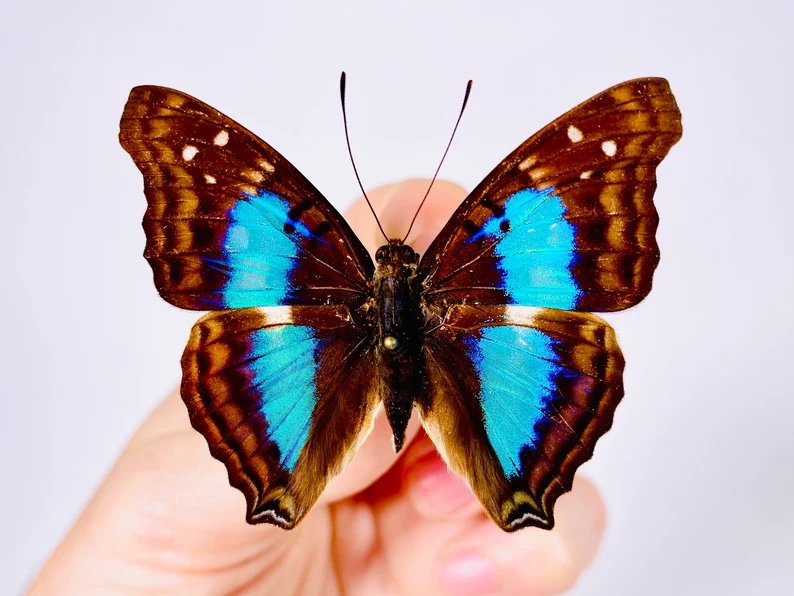 蓝带荣蛱蝶Doxocopa cherubina A015 未展翅标本原蝶 三角包发出