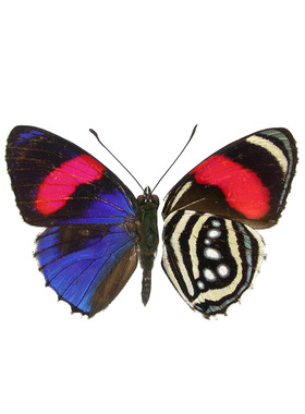 西方图蛱蝶 Callicore Hesperis 进口真蝴蝶标本未展翅原蝶 A1/A-