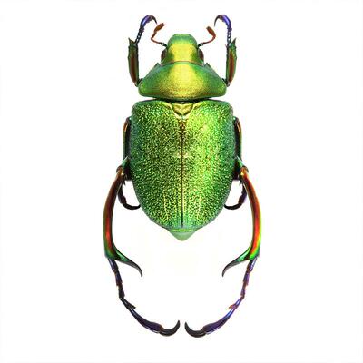 长腿耀金龟 Pairs Chrysophora 进口真昆虫标本未整姿原虫 A1/A-