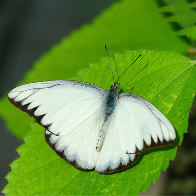 Appias lyncida eleonora 灵奇尖粉蝶  未展翅原蝶 A1/A-