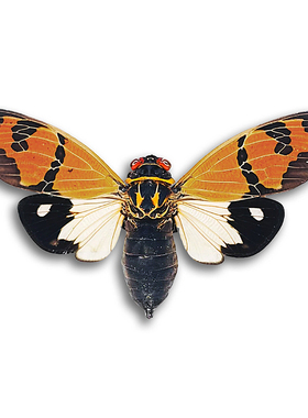 白翅庆斑蝉 Gaeana festiva (White) Spread  未整姿原虫E009 E01