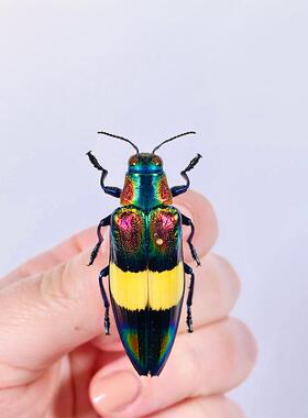 玫瑰吉丁 Chrysochroa toulgoeti Rainbow 未整姿原虫 A1/A- E004