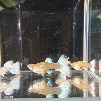 白金礼服鸿运当头孔雀鱼热带鱼