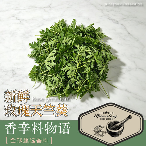 玫瑰天竺葵 鲜叶 精油提取 自主种植 产地直发 Rose geranium