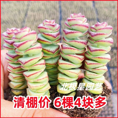 多肉植物钱串花卉多肉绿植大全懒人花好养桌面阳光办公室新手肉肉