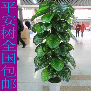 Mô phỏng nhỏ giọt Guanyin xanh củ cải giả trong phòng khách sàn trang trí xanh trồng cây giàu có cây cảnh hoa nhựa - Hoa nhân tạo / Cây / Trái cây hoa lan giả hạc