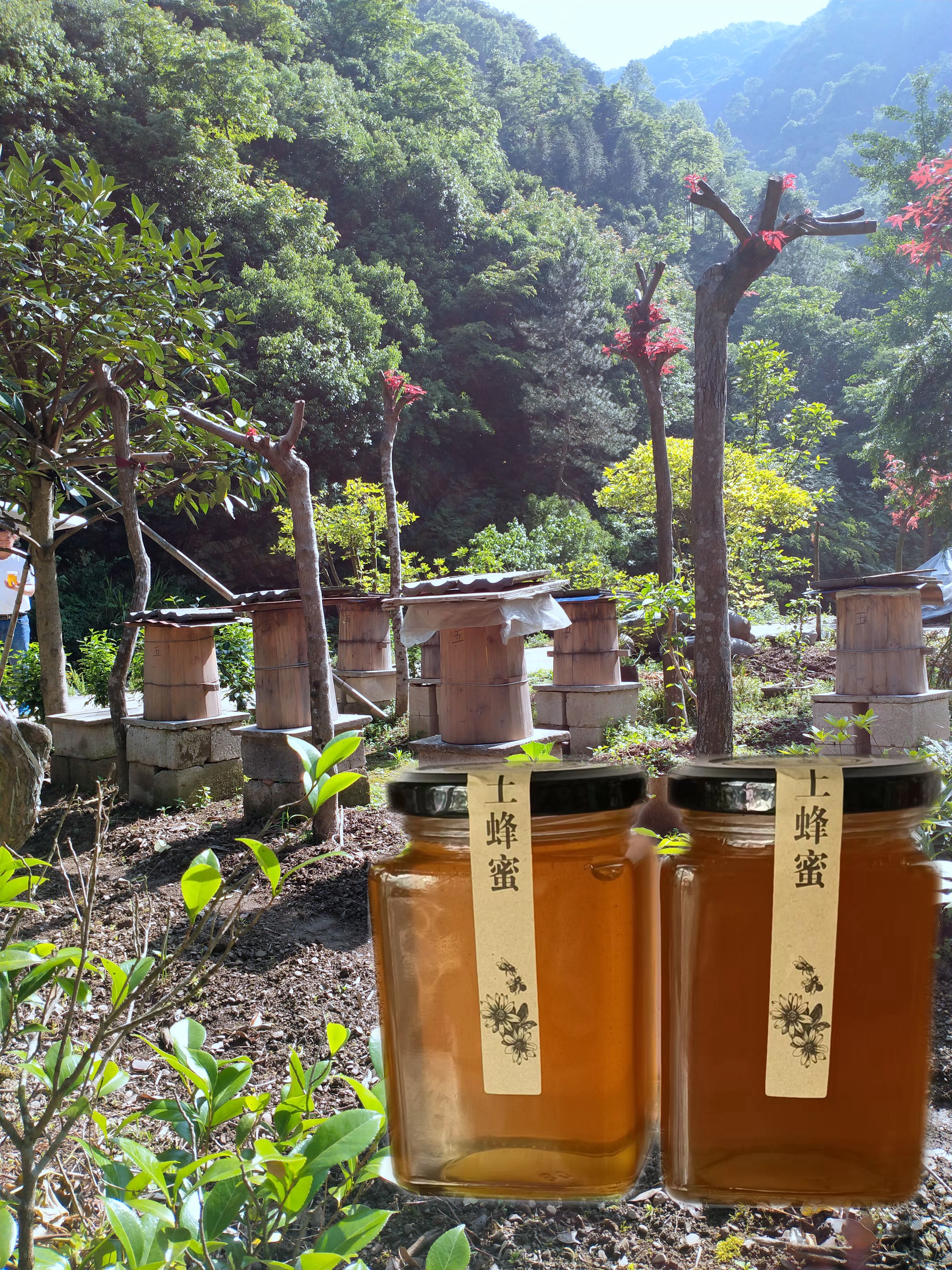 中华蜜蜂深山新采集野生土蜂蜜 蜂农直销天然纯真百花蜜 美味甘甜