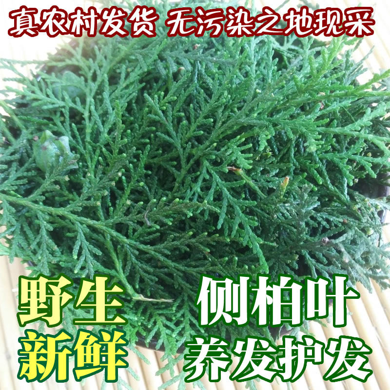 像柏树叶的小草叫什么,_大山谷图库