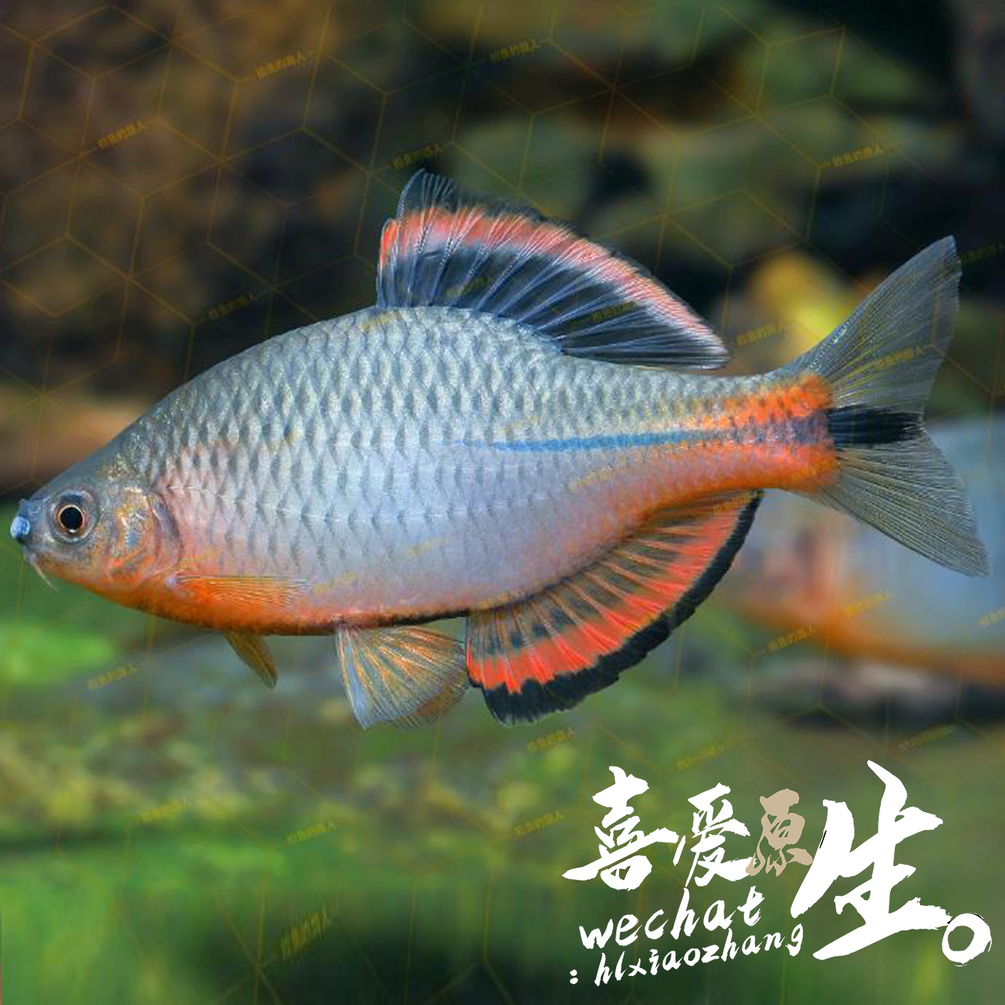 泉州齐氏鱊不加温群游溪流观赏鱼