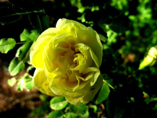 花卉苗木种子 黄刺玫种子 破皮刺玫 刺玫花种子红刺玫玫瑰种子