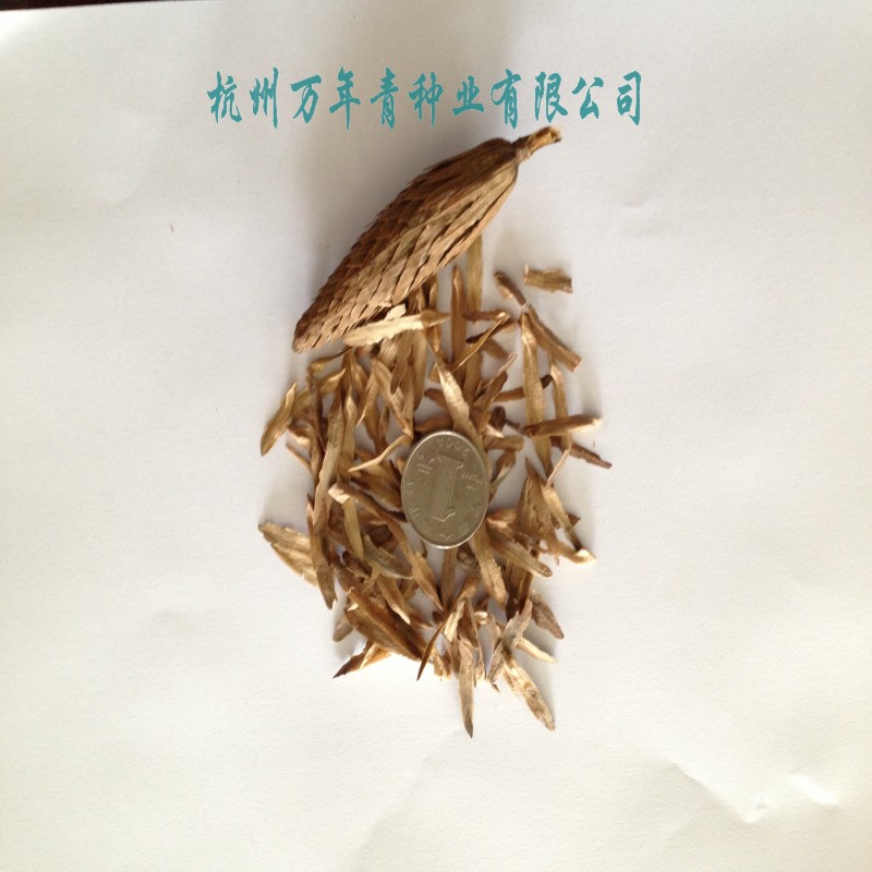 当年新才苗木树种  马褂木种子  鹅掌楸种子 特价39一斤