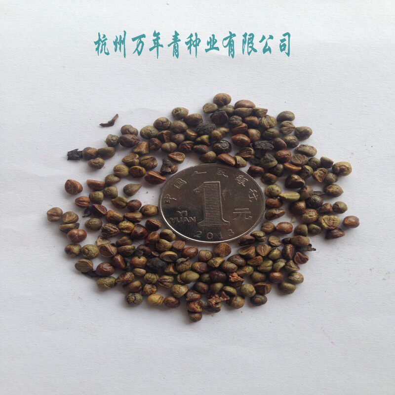 爬山虎种子捆石龙红葡萄藤四季常青爬墙虎爬藤庭院攀援爬山虎种籽