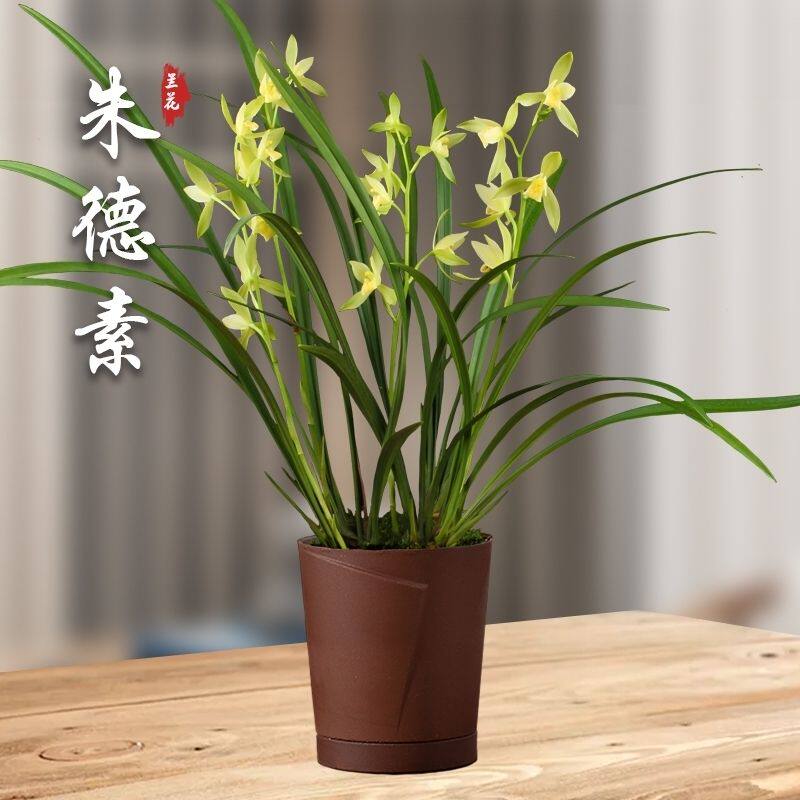 【朱德素】正品兰花建兰四季兰阔叶仁化大花素名品花卉绿植好养活
