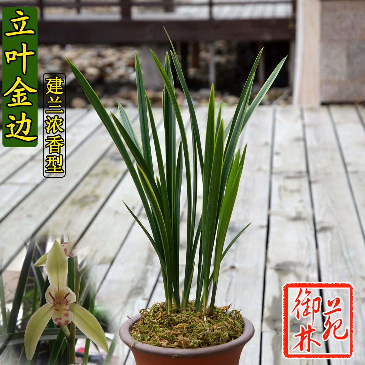 建兰浓香立叶金边线艺兰花苗花卉室内盆景绿植盆栽花季带花苞包邮