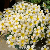 现货5球价【淡色仙女系合集】Oxalis Kunzite锂辉石酢浆草种球根