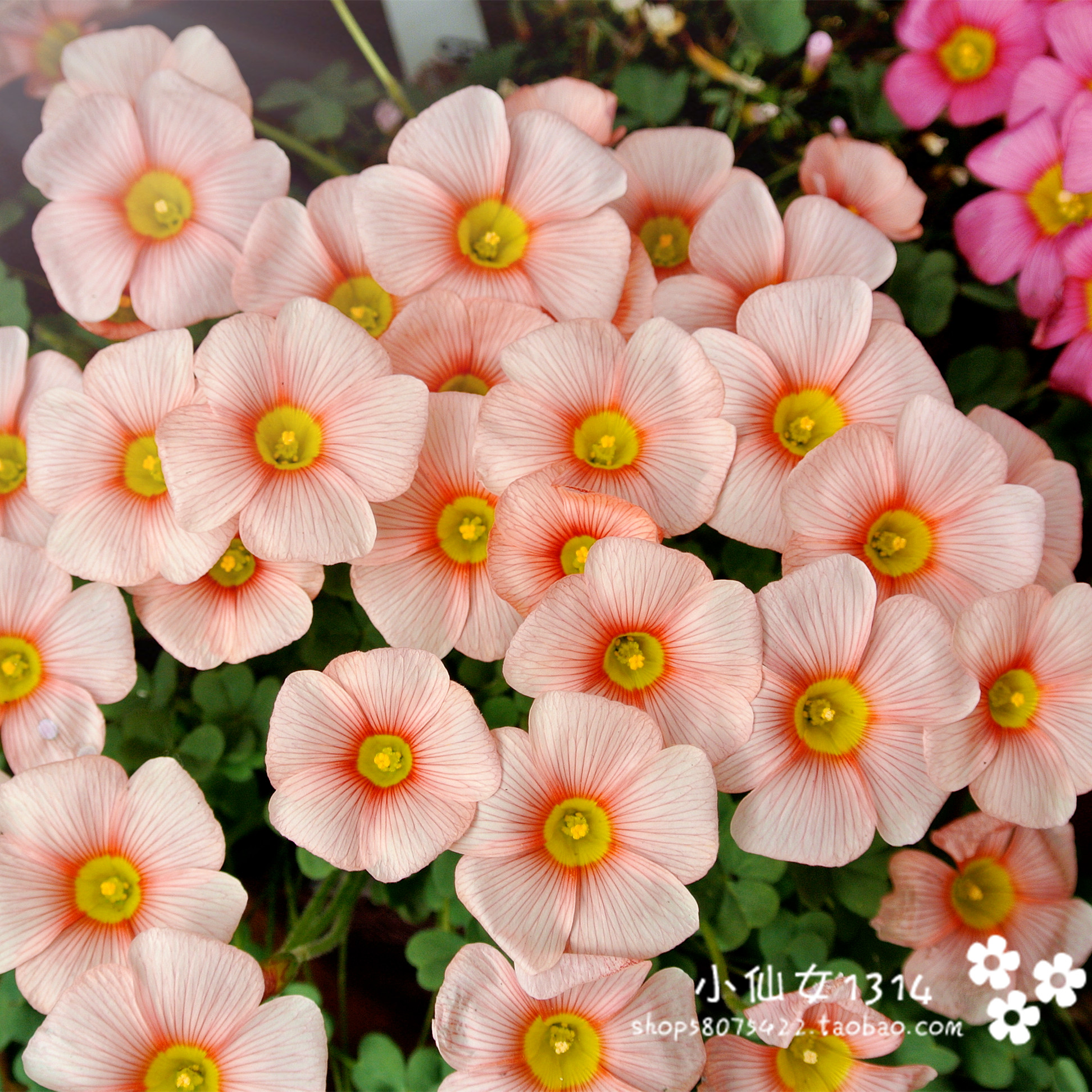 【OB系列合集2】酢浆草球根oxalis obtusa Blush脸红羞红三叶草花