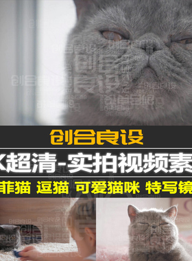 4K超清可爱萌宠纯种加菲猫灰色宠物猫咪特写镜头PR短视频剪辑素材