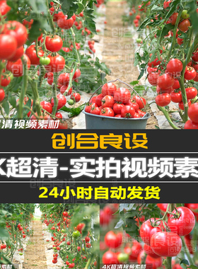 4K超清菜地温室大棚西红柿番茄种植绿色农业宣传片PR剪辑视频素材