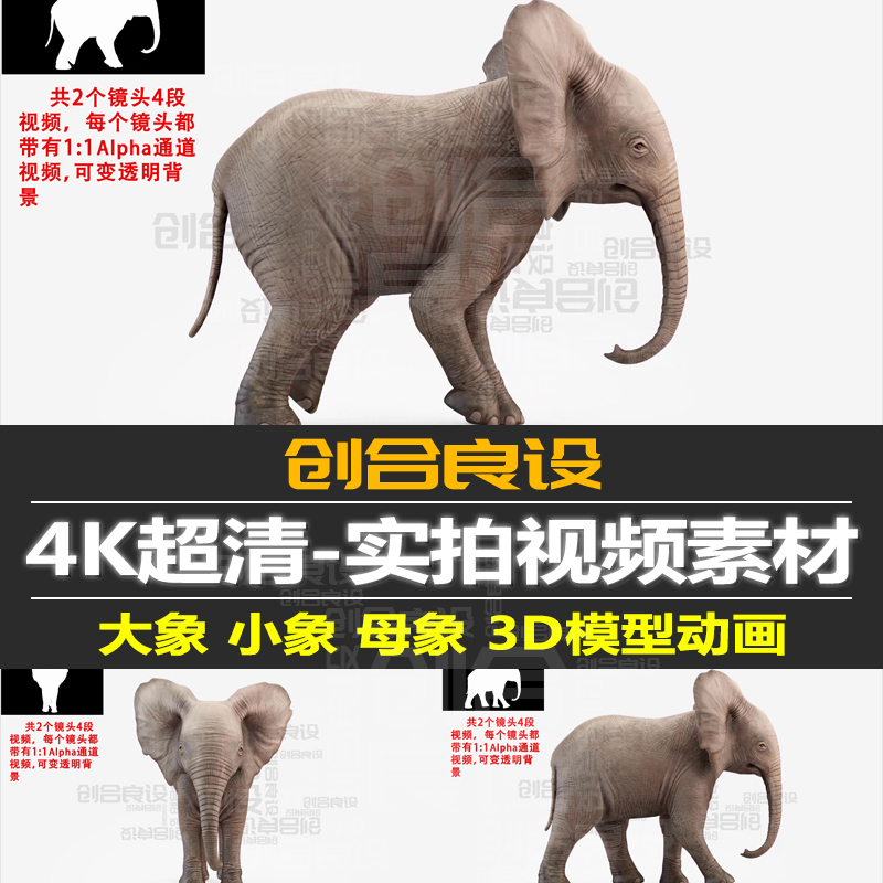 4K超清带通道3D三维动画逼真大象母象幼年小象正立面视频剪辑素材