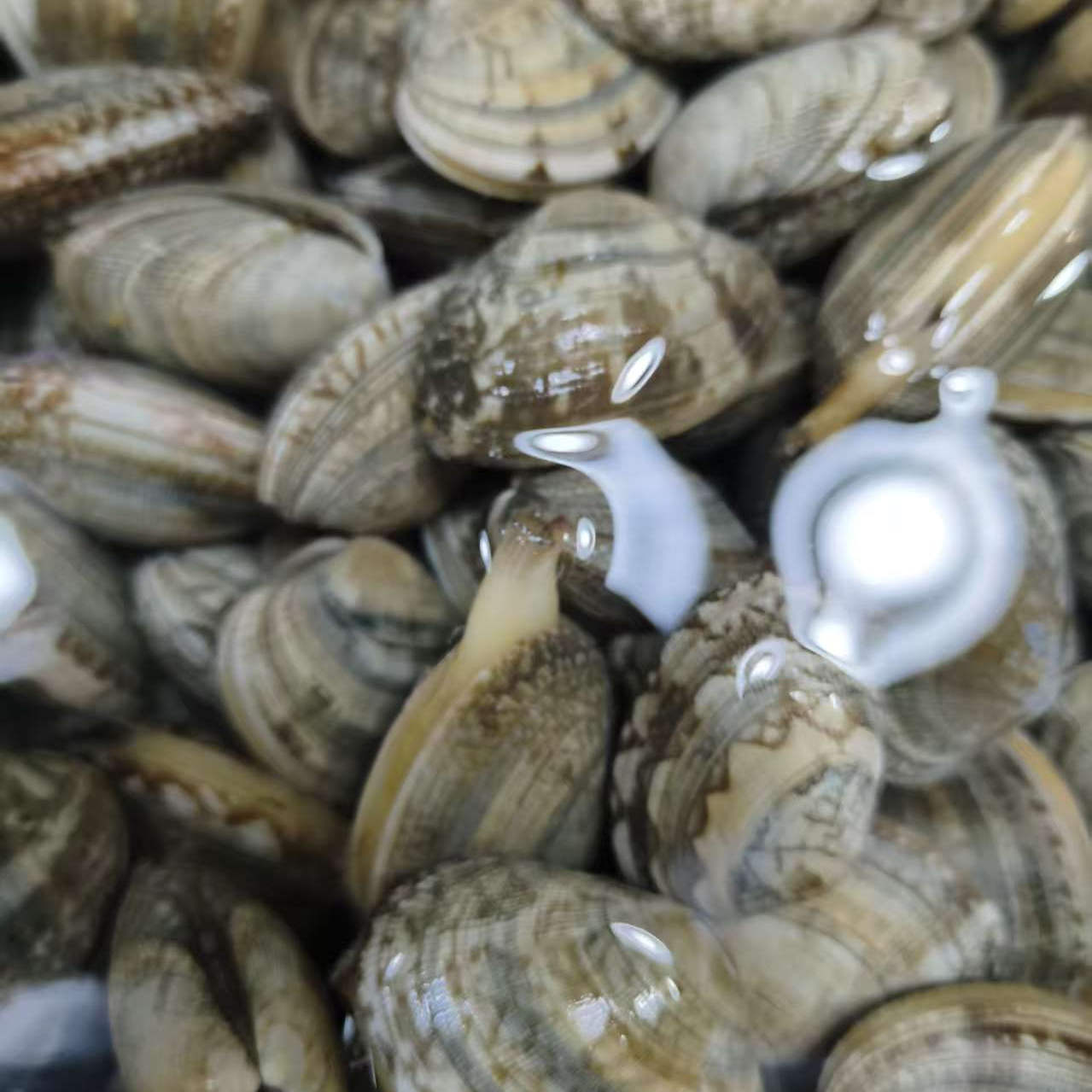 大连沙蚬子鲜活花蚬子500g新鲜蛤蜊花蛤锡纸花甲蚬子海鲜贝类水产