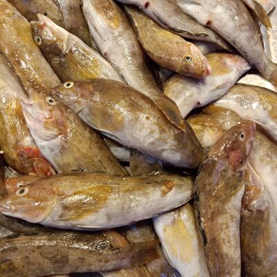 大连本地新鲜黄鱼500g3-8两蒜瓣肉非黄花鱼海杂鱼杂拌鱼活海鲜