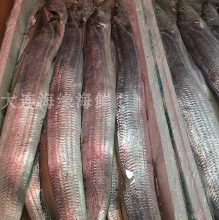 海捕渤海刀鱼带鱼称重冰鲜大刀鱼1.8-2斤/条冷冻大海刀鱼宽油带鱼