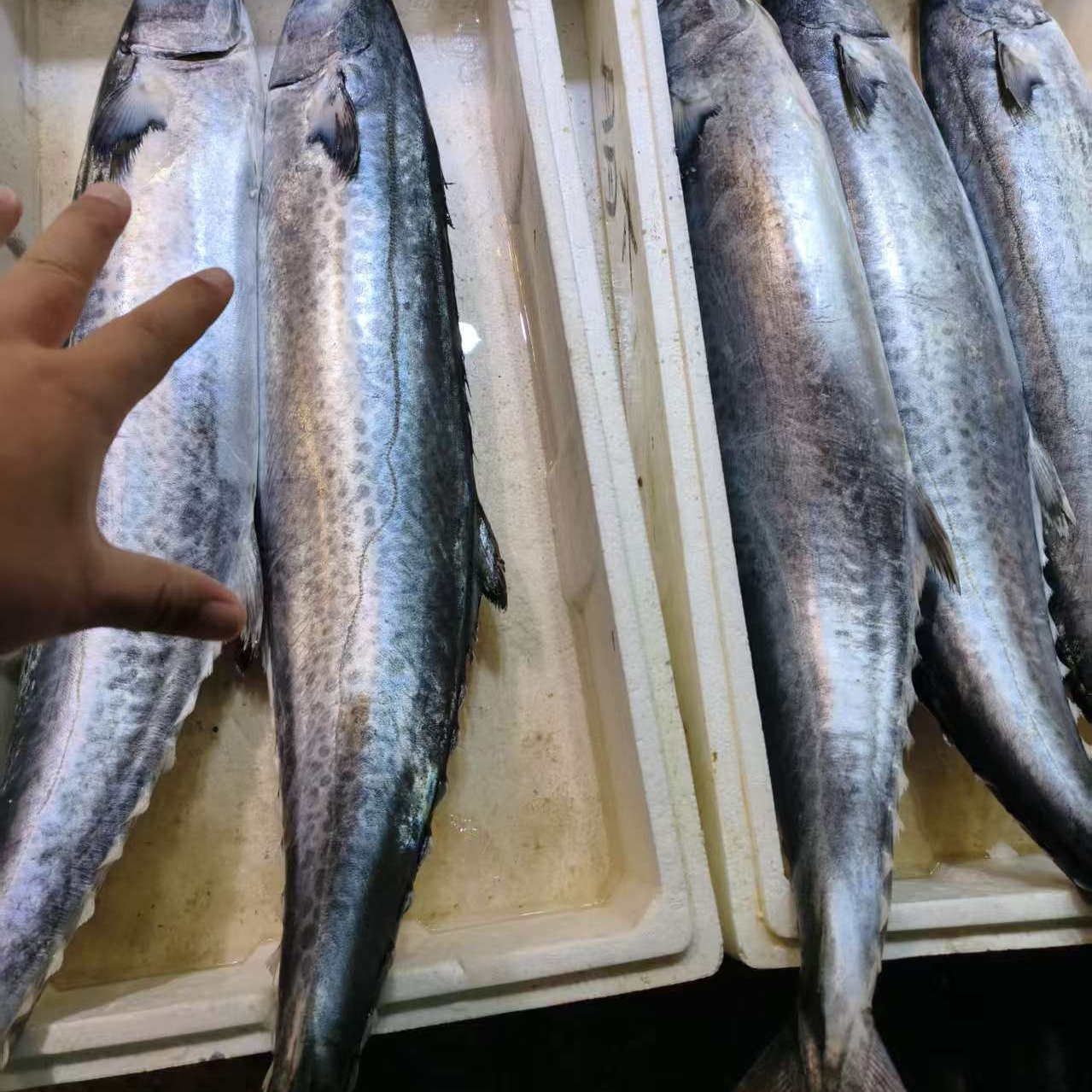 冰鲜大鲅鱼8-12斤新鲜燕鲅马鲛鲅鱼炖粉条鲅鱼饺子大连海鲜水产