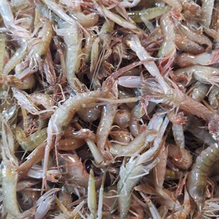 大连海鲜 鲜活夹板虾500g嘎嘣虾新鲜嘎巴虾鼓虾呛虾 小海鲜下酒菜