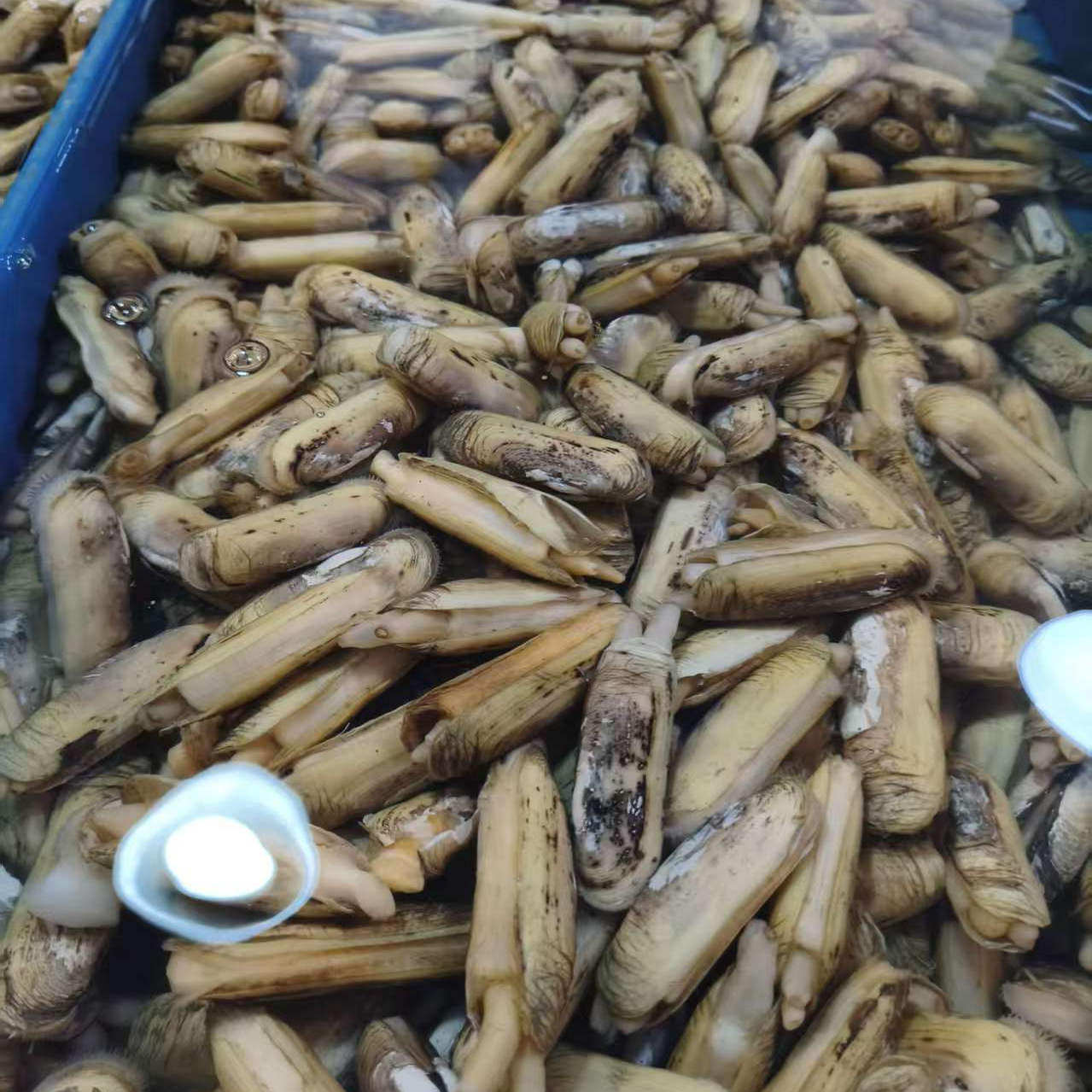 庄河鲜活双头蛏子小仁鲜500g海蛏刀蛏鲜嫩火锅烧烤贝类小儿鲜水产