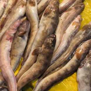 大连海捕新鲜海鲶鱼500g花鲶鱼海鲇鱼酒店饭店用小海杂拌鱼海杂鱼