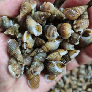 鲜活海锥大号海撒新鲜海瓜子海螺丝捞汁麻辣小海鲜螺蛳海钱钉螺