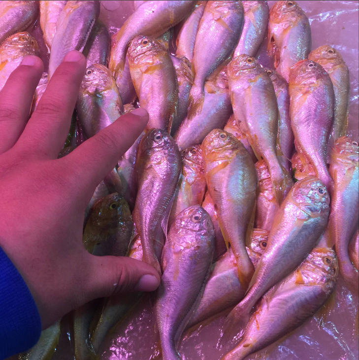 新鲜大头宝鱼500g 冻鲜梅童鱼 梅子鱼 冰鲜冻板大头宝鱼 大连海鲜