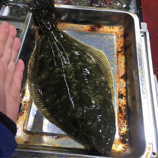 大连渤海鲜活鸦片鱼2-2.5斤/条偏口鱼活比目鱼鲜活牙片鱼送礼海鱼