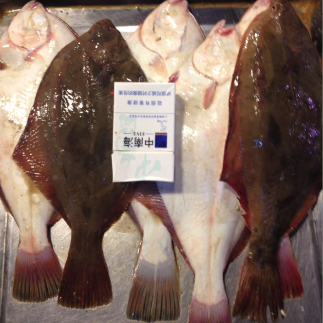 2-2斤 石夹子鱼 石甲子鱼 新鲜鲽鱼比目鱼