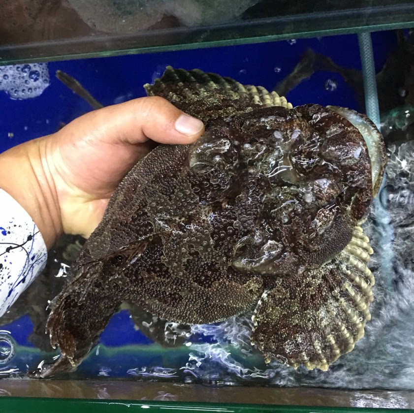 鲜活野生先生鱼 6两-1斤 新鲜先生鱼  海鱼 大连活海鲜特产