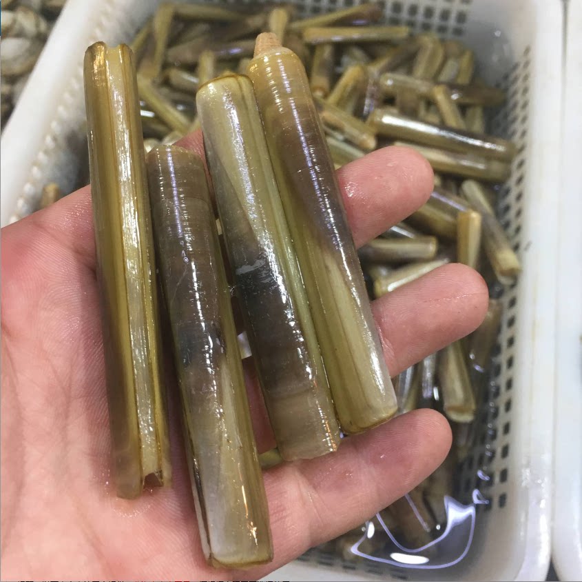 新鲜蛏子 鲜活长竹节 小竹节蛏子1斤30只左右 蛏子大连海鲜特产