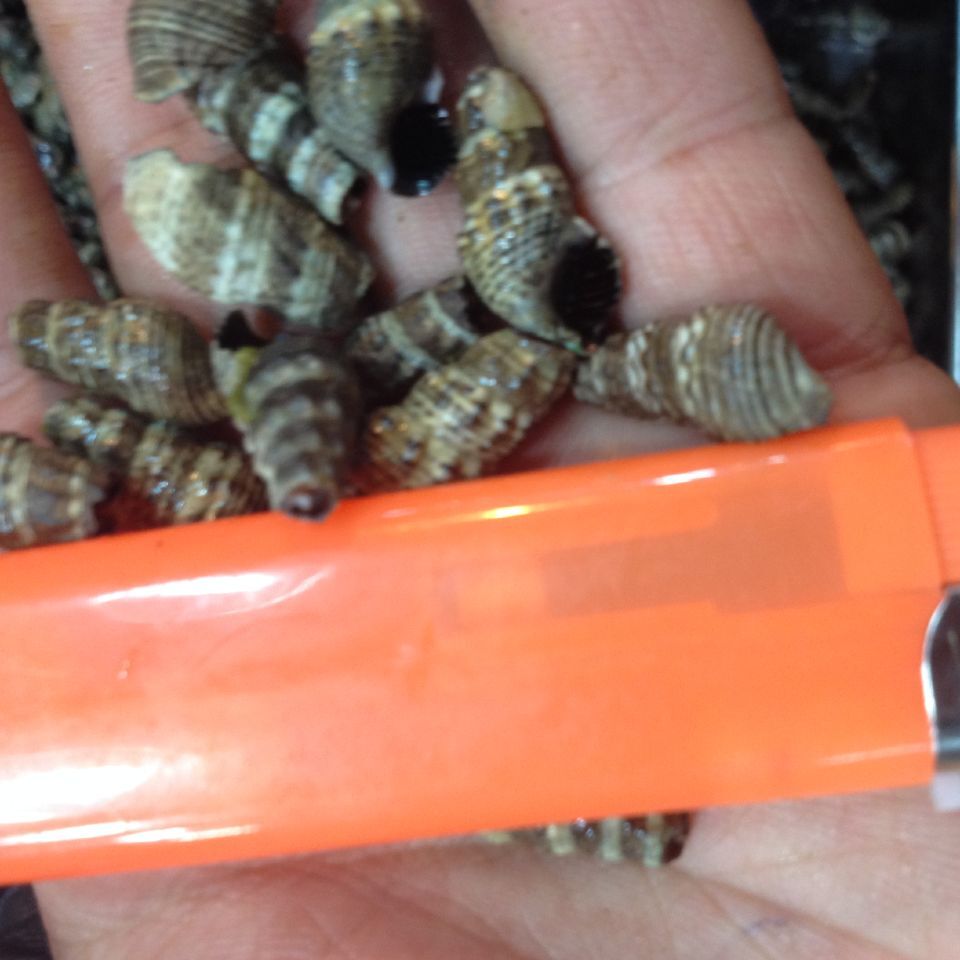 去尾海锥 去头吸波罗500g 新鲜海锥 海螺丝 海瓜子 吸波螺 下酒菜活动价 22