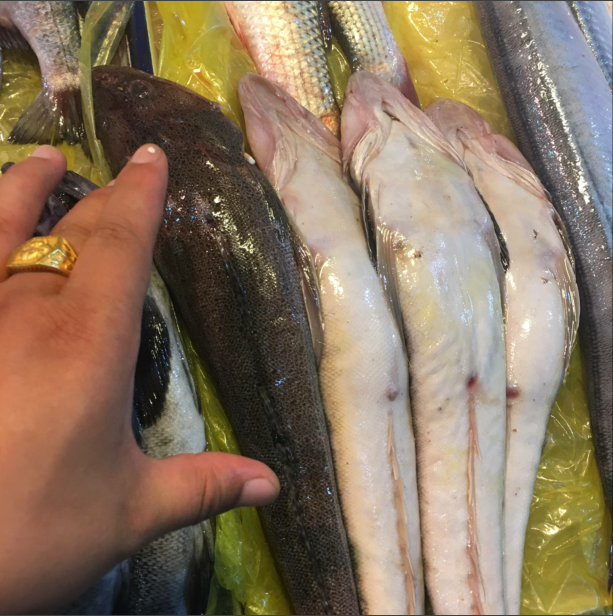 新鲜辫子鱼鞭子鱼500g约2条/斤狗腿鱼海杂鱼杂拌鱼大连海鲜