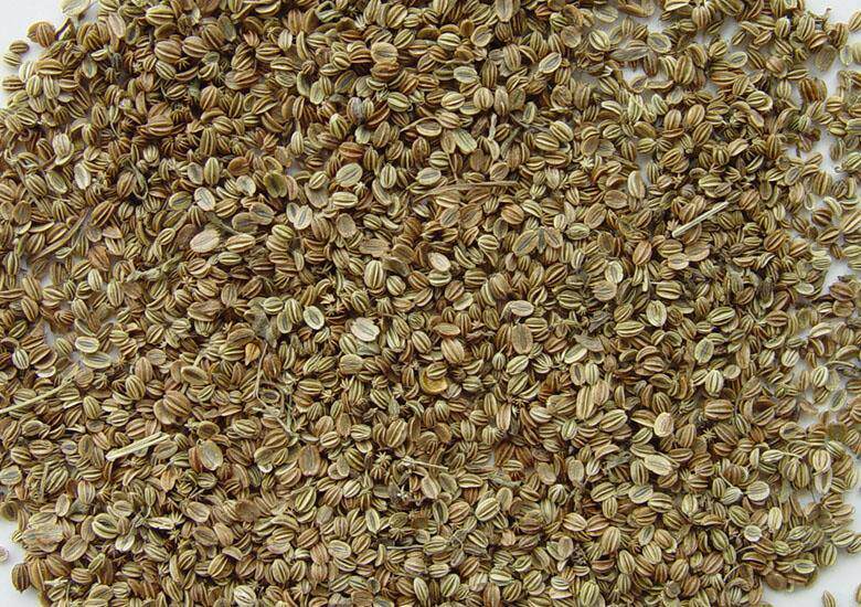 供应优质生态野胡萝卜籽100g 纯露 精油用干料 满包邮