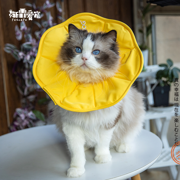 Touchdog它它伊丽莎白圈猫咪