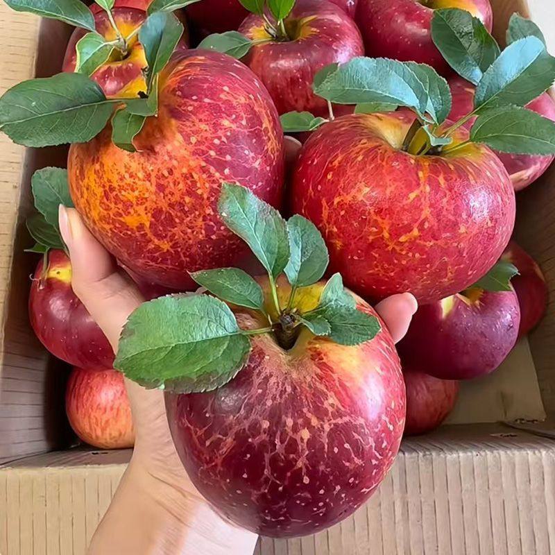 四川大凉山丑苹果冰糖心苹果红富士水果脆甜新鲜当季孕妇整箱包邮,水产肉类/新鲜蔬果/熟食,苹果,淘宝优惠券,粉丝福利购,淘宝优惠卷