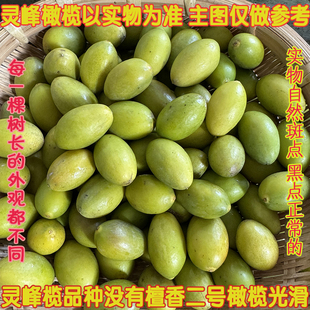 灵峰橄榄青橄榄果新鲜橄榄水果生青果龙峰橄榄福建福州闽清特产