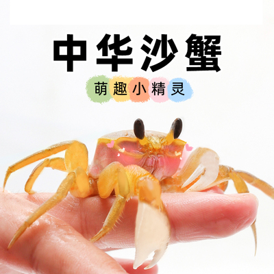 沙蟹饲养套装～套餐大眼呆萌宠螃蟹桌面宠物新手饲养活物雨刷器