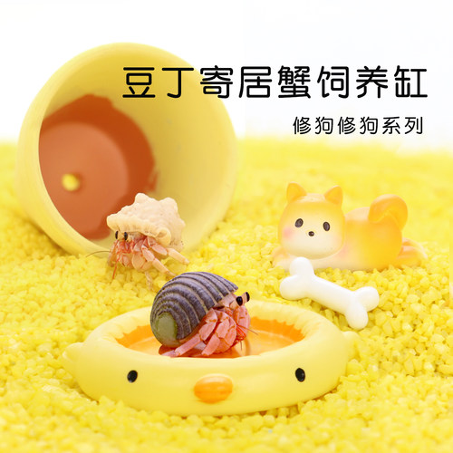 陌派可爱豆丁寄居蟹饲养套装套餐～饲养盒箱办公桌面萌宠儿童礼物